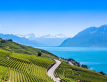 Weinanbau in der Region Genf